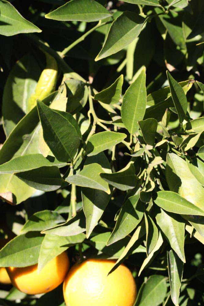            Sun leaves (Riverside, CA)   